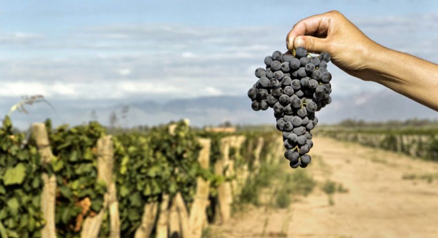 Vendanges 2022