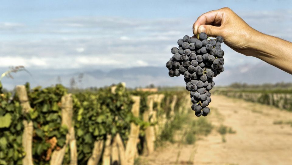 Vendanges 2022